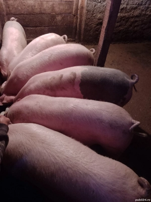 ultimele 5 bucati disponibile - imagine 4