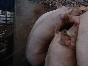 Vand porc  - imagine 3