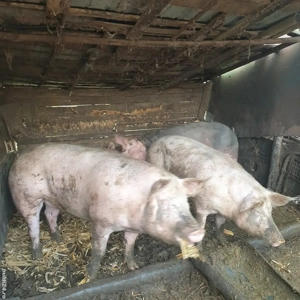 Porci de vanzare  - imagine 2