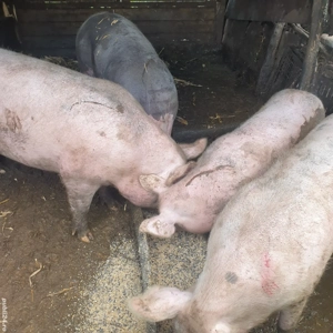 Porci de vanzare  - imagine 3