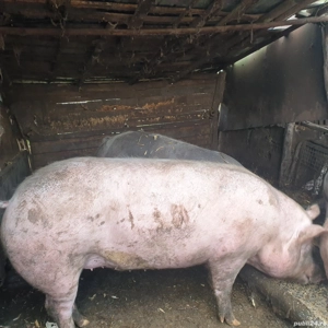 porci de vanzare
