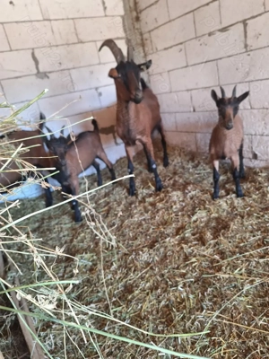 Capre rasa alpina franceza  - imagine 2