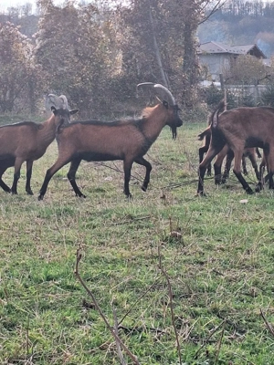 Capre rasa alpina franceza  - imagine 4