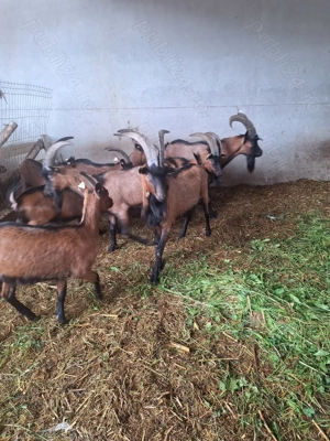 Capre rasa alpina franceza  - imagine 5