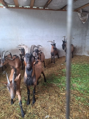 Capre rasa alpina franceza  - imagine 3