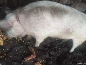 vând porci - imagine 5