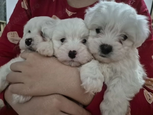 Puiuti 6 săptamâni ,vaccinati si deparazitați,2 baieței si o fetiță - imagine 2