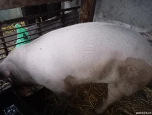 Vând scroafă pentru Crăciun,120-130 kg! - imagine 2