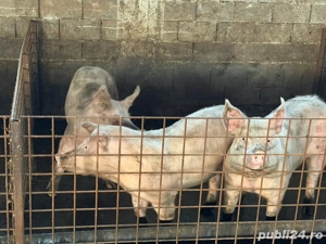 Vand porci duroc 130-160 kg  - imagine 2