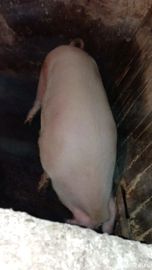 Vând porci crescuti natural, în gospodăria proprie 