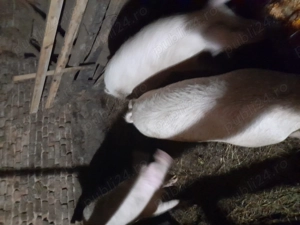 Porci de vanzare - imagine 2