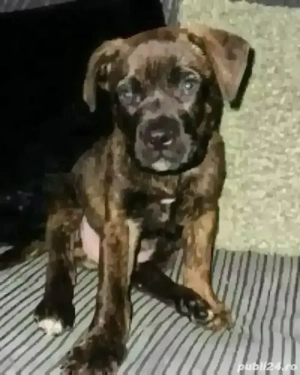 vand câinii - imagine 2