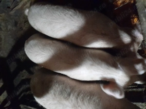 Porci de vanzare - imagine 4