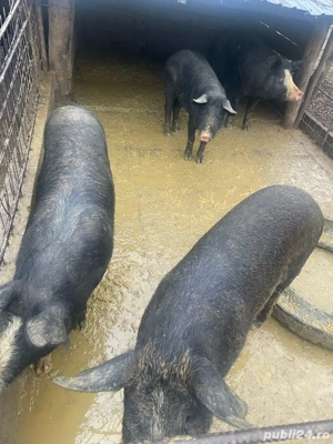 porci de vanzare 