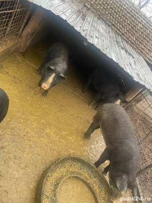 porci de vanzare  - imagine 2