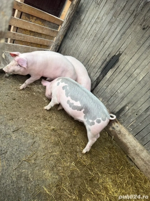 porci de carne - imagine 3