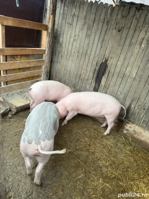 porci de carne - imagine 2