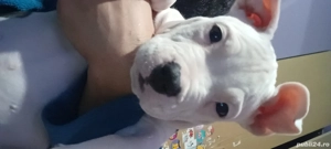 Cățel Amstaff  - imagine 3