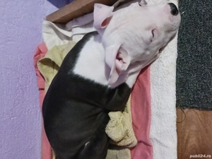 Cățel Amstaff  - imagine 2