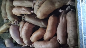 Purcei de12 saptamani 