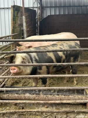 Porc de vanzare 