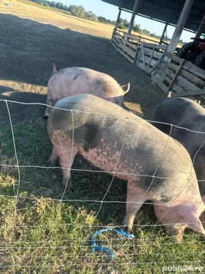 cand porci de carne orice greutate - imagine 3