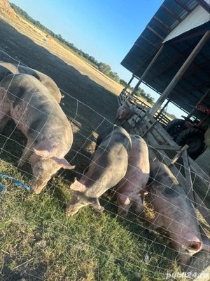 cand porci de carne orice greutate - imagine 5