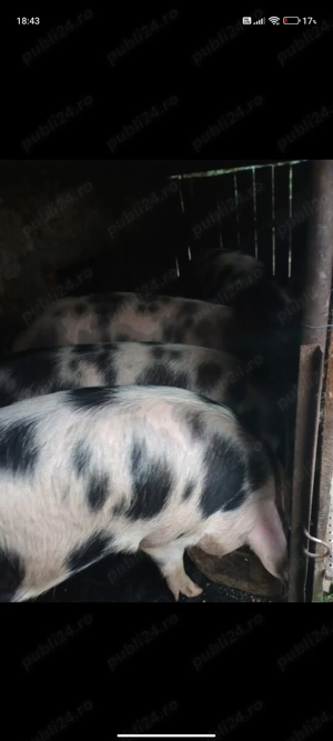 Vând porci de carne ! - imagine 4