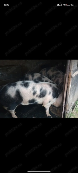 Vând porci de carne ! - imagine 2