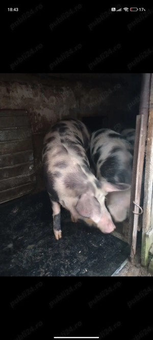 Vând porci de carne ! - imagine 3