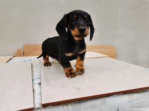 Vânzare un cățeluș teckel - imagine 4