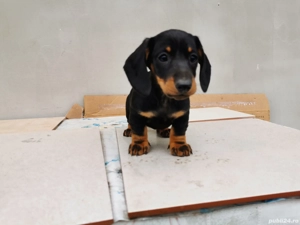 Vânzare un cățeluș teckel - imagine 5