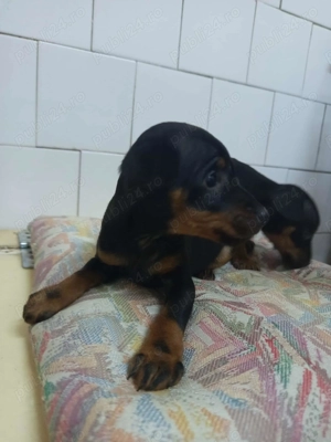 Vând 2 masculi rasă pincher pitic  - imagine 2