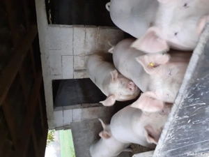 vând porci  - imagine 2