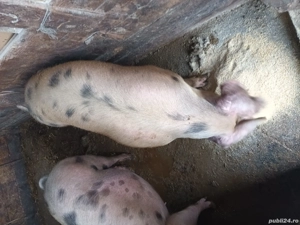 De vanzare - imagine 5