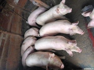 De vanzare - imagine 4