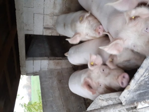 vând porci  - imagine 3