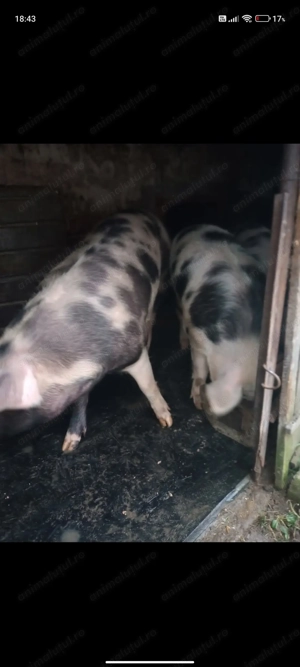 Vând porci de carne!! - imagine 2