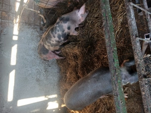Porci de vanzare 