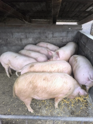 Porci de carne și rasă mixtă  - imagine 4
