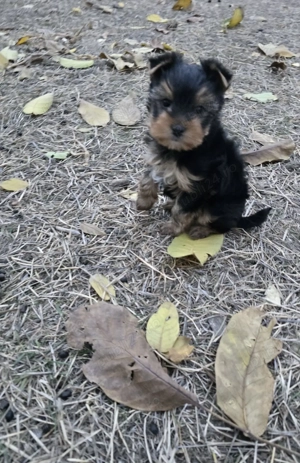 Yorkshire 8 săptămâni - imagine 2