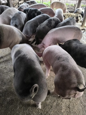 Porci de carne și rasă mixtă  - imagine 5