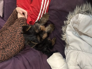 Yorkshire 8 săptămâni - imagine 3