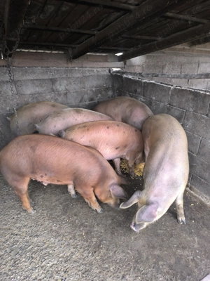 Porci 100-180 kg  - imagine 3