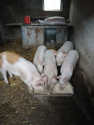 Vând porci si purcei 