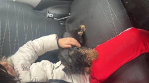 Yorkshire 8 săptămâni - imagine 4