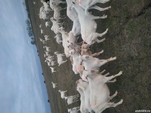 vand capre tinere - imagine 4