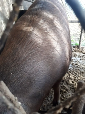 Vind porci de carne duroc - imagine 5