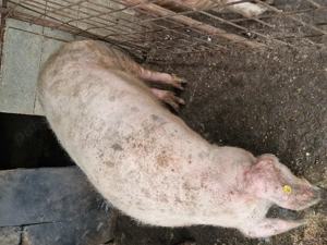 Porcii de vanzare - imagine 2