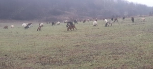 Vând capre metis 50 de bucăți  - imagine 2